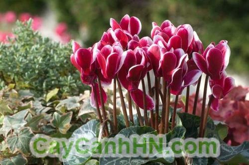  mẫu thiết kế phòng Suite sang trọng dành cho Trang Chủ Cổng Game Cá Cược Uy Tín E2 BET