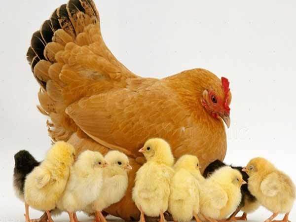6 mẹo hay xử lý vết cháy đen xoong nồi nhân viên bếp cần biết