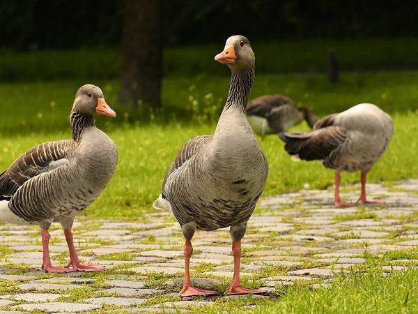 mẫu đồng phục nhân viên phục vụ nhà hàng