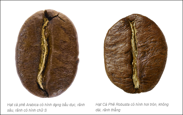 các tiêu chí cơ bản giúp phân biệt arabica với robusta