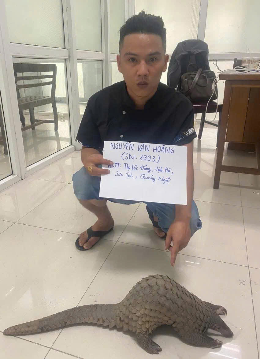 Đầu bếp tại Đà Nẵng bị bắt vì mua tê tê quý hiếm – Bài học cảnh tỉnh cho người làm ngành