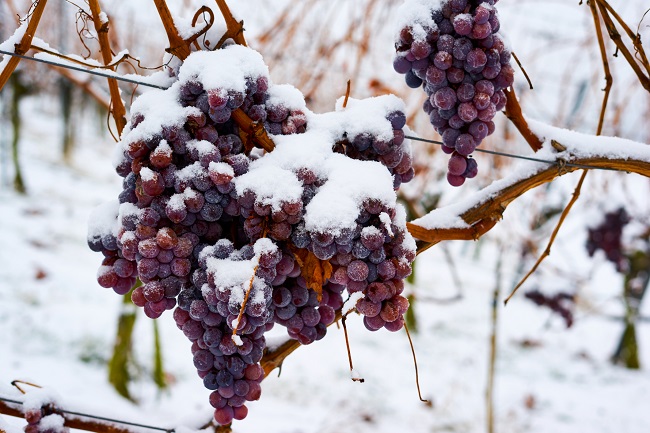 ice wine là gì