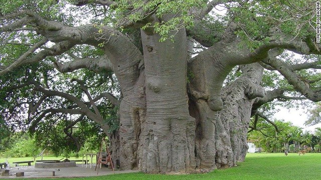 Cùng khám phá 6 nhà hàng độc đáo nhất của vùng đất châu Phi
