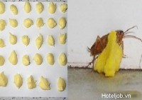 Đuổi sạch gián ra khỏi phòng Trang Chủ Cổng Game Cá Cược Uy Tín E2 BET không cần dùng đến hóa chất!